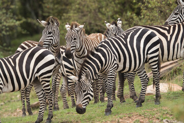Fototapeta na wymiar A herd of Zebras at Masai Mara, Kenya