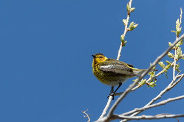 A Cape May warbler sings against a blue sky