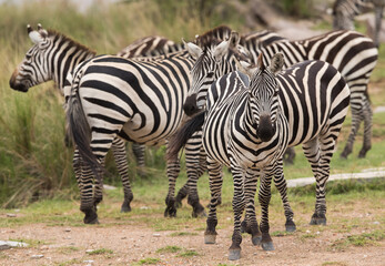 Zebras on the banck of river at Masai Mara, Kenya
