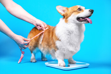 Cute welsh corgi pembroke or cardigan stands and checks weight on electronic floor scale on blue background, copy space for text. Human hands measure the volume and size of dog with a centimeter.