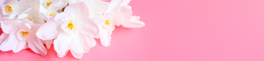 Obraz na płótnie Canvas a bouquet of flowers narcisses white color in full bloom on a pink background with space for text. banner