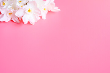 Fototapeta na wymiar a bouquet of flowers narcisses white color in full bloom on a pink background with space for text