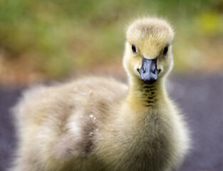 Close up of cute fluffy  Canada Goose gosling staring into camera in Wiltshire, England