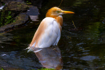 great blue heron ardea cinerea