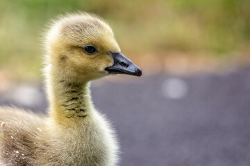 Close up of cute fluffy  Canada Goose gosling - side view - in Wiltshire, England