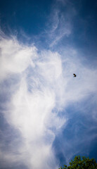 bird flying high in the beautiful sky