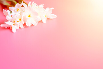 Naklejka premium a bouquet of flowers narcisses white color in full bloom on a pink background with space for text. flare