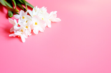 Fototapeta na wymiar a bouquet of flowers narcisses white color in full bloom on a pink background with space for text
