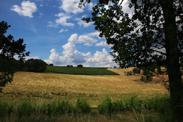 Fototapeta na wymiar Panorama estivo in collina con vigneti e campi di grano 