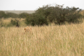 Naklejka na ściany i meble A Lion in the mid of tall grass at Masai Mara, Kenya