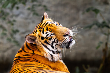 portrait of a tiger