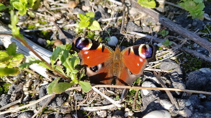 Schmetterling