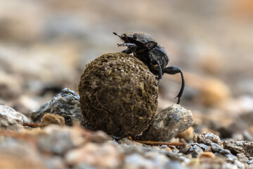 Dung beetle struggling