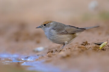 Female Eurasian blackcap