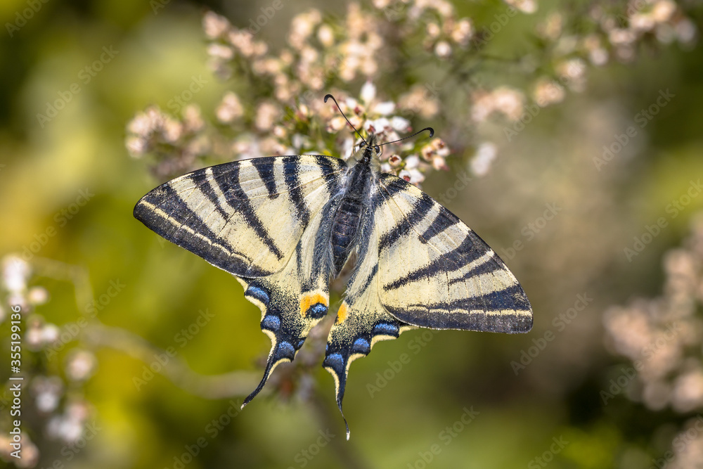 Poster scarce swallowtail on tree heath