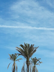 three palm trees texture and plane trail with a blue sky background. minimal concept, minimalism