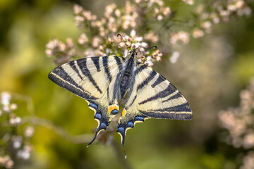 Scarce swallowtail on tree heath