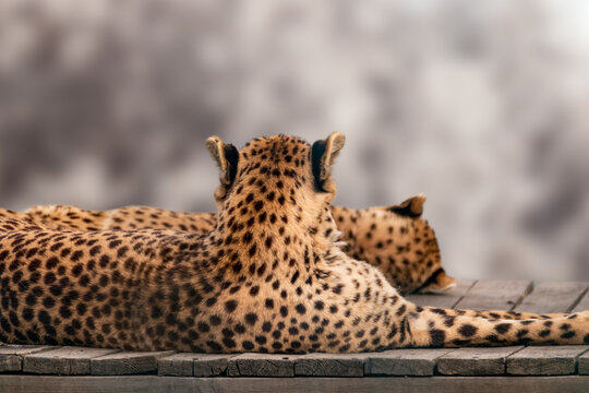 Cheetah with nice fur resting on wooden deck backs close view. Posing wild cat dotted fur head. Blurred background