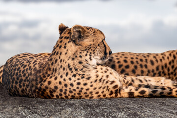 Cheetah with nice fur resting on rock surface portrait close view. Posing wild cat dotted fur head. Blurred background