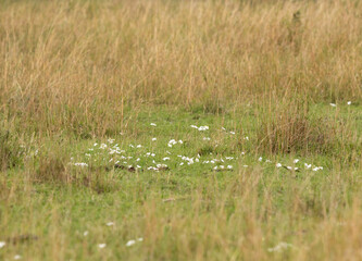 Beautiful white tissue paper flowers scattered on the grassland of Masai Mara, Kenya