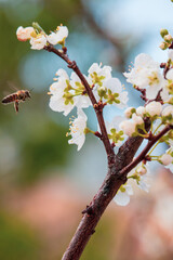 cherry blossom in spring