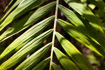 Green tropical palm leaves texture on dark backdrop with sun reflections