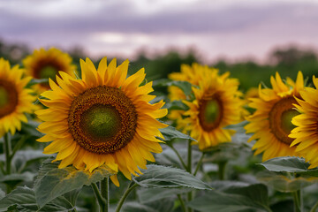 A field with many blooming sunflowers during sunset.