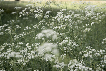 Defocused blurred background with Queen Anne's Lace meadow.
