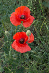 Fototapeta premium red poppies in the field against the background of the green truss