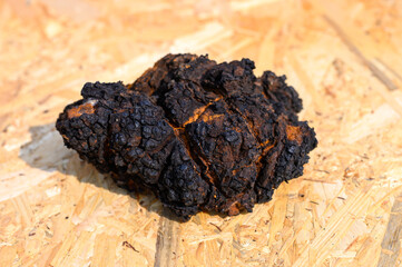 unrefined wild birch chaga mushroom for brewing natural fungus tea on a wooden surface