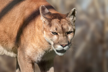 Cougar big strong wild cat animal walking in natural brown environment close-up with blurred background