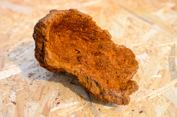 peeled wild birch chaga mushroom for brewing natural fungus tea on a wooden surface
