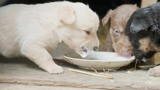 Cute puppies drink milk from one bowl. Beautiful clumsy dogs are playing. Close up