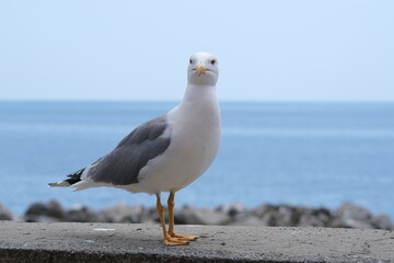 Young seagull photographed in the town of Riomaggiore in the Cinque Terre.