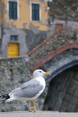 Young seagull photographed in the town of Riomaggiore in the Cinque Terre. Background with typical  houses.