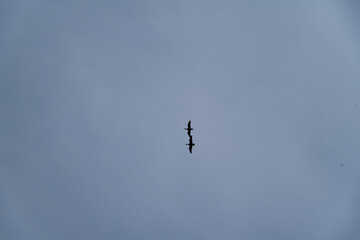 Obraz premium A pair of wild ducks flies in a gloomy sky