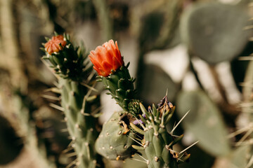 Cactus en flor.