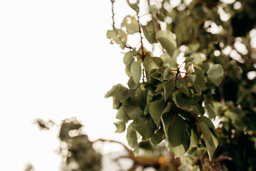 Naklejka premium Higuera contraluz