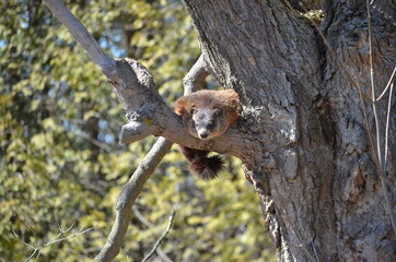 Groundhog also known as a woodchuck sitting on tree branch