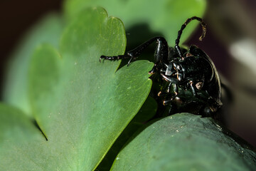 Black Ground Beetle (likely Pterostichus melanarius)
