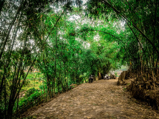 path in the woods