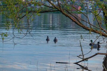 Ducks on the Volga River