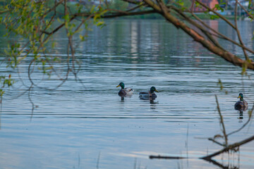 Ducks on the Volga River