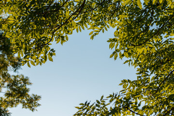 Looking Up Into Tree Against Blue Sky At Sunset