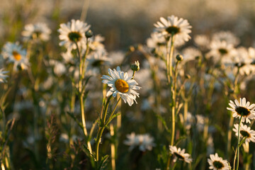 Daisy Wildflower Bed At Sunset