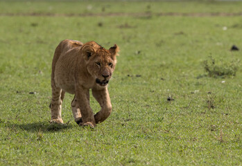 Naklejka na ściany i meble Lion cub walking on green at Masai Mara grassland, Kenya