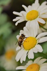 Fototapeta premium bee on flower