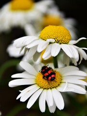 daisy and ladybird