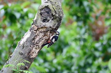 A great spotted woodpecker bird