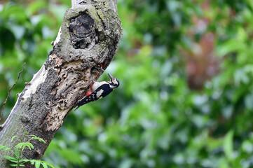 A great spotted woodpecker bird